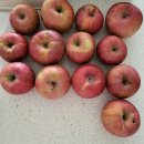 사과 | 퐁신퐁신 다이어트 빵 사과설기 만들기 후기