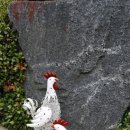 꼬꼬스토리 이미지