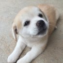 귀여워, 댕댕이 이미지