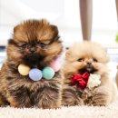 구산동강아지 이미지