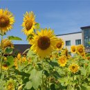 초록미소마을 이미지