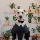 코코펫 살롱 호텔 이미지