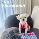 클러스터라운드 | 부산 광안리 애견동반 여행 코스, 소형견 강아지옷 실패 없었던 클러스터라운드 CRR 후기
