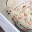 아트도그 이미지