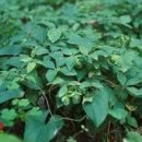 더덕의 효능 고혈압과 뼈에 좋은 더덕 제철 이미지