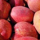 빛깔고운다육향기농장 | 6시내고향 괴산 사과 택배 주문 농장 가을농원