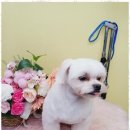 행복한 애견 미용 이미지