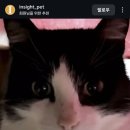 고양이의여행