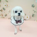 퍼피원데이 이미지