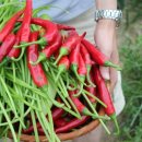 순이농장 이미지