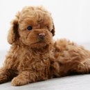 강아지집 이미지