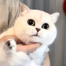 폴캐터리 네이버블로그