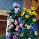 꽃피는집 | (광고) 겨울에도 꽃 피는 집 아비가든 미니에그국화 화분 언박싱 후기