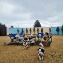 큰별유치원 | 제주애견유치원 추천, 픽드랍까지 완벽한 호야별 애견유치원 후기입니다.