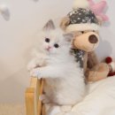 렉돌 냥이 이미지