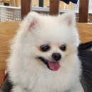 초량애견 이미지