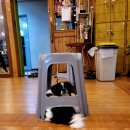 지인진복싱스포츠 이미지