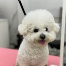 울리독 | 인천 연수동 '울리독' 후기 비숑목욕 비숑미용