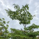 본산공원 네이버블로그