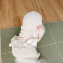 골안 | [경주 여행]수영장과 넓은 잔디운동장이 있는 애견동반 풀빌라 독채애견스테이 방문후기