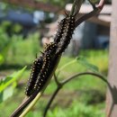 (주)나비원 Daum카페