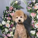 지혜롭개 이미지