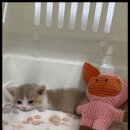 아담스펫 강아지분양 고양이분양 창원점 이미지