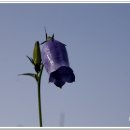 금강초롱 이미지