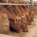 단풍미인한우 영농조합법인 이미지