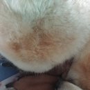 카무