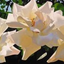 장미목장 이미지