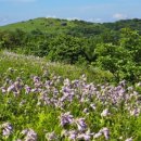 소백산비비 이미지