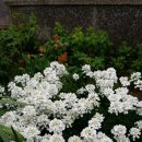 이베리스 이미지