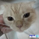 루이동물미용 이미지