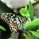 나비키친 이미지