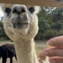 동태목장 이미지