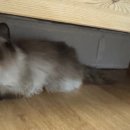 숲냥숲냥 이미지