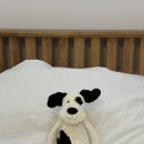 퍼피젤리 | 젤리캣 애착인형 바쉬풀 블랙 앤 크림 퍼피 M사이즈 🐶🐾 내돈내산 공홈 구매후기 애착인형 추천