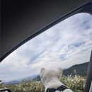 성지애견 | 테슬라 모델y 차박의 성지 평창 육백마지기 찍먹 후기 feat 평창88송어, 애견동반