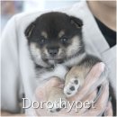 도로시 펫 | 천안강아지분양 도로시펫 시바이누, 다시 피어난 반려의 하루