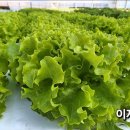 묘동농장 이미지