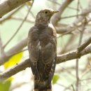 가람가에 이미지