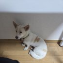 푸름이네