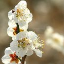 광양 꽃자리 | 광양 매화축제