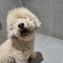 쁘띠그루밍 네이버블로그