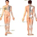 황제 쑥뜸 이미지