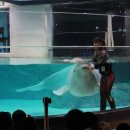 롯데월드아쿠아리움 이미지