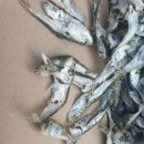 (오늘까지만!!) 2년만에 솔치가 잡혔어요!! 2019년 5월산 갓잡은 볶음으로도 육수로도 먹을수 있는 귀한 "부산기장 햇솔치" 하루만 예약받습니다!! 이미지