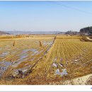 살구쟁이들 이미지