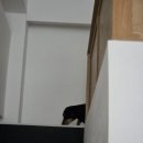 우두리 포펫 애견펜션 이미지